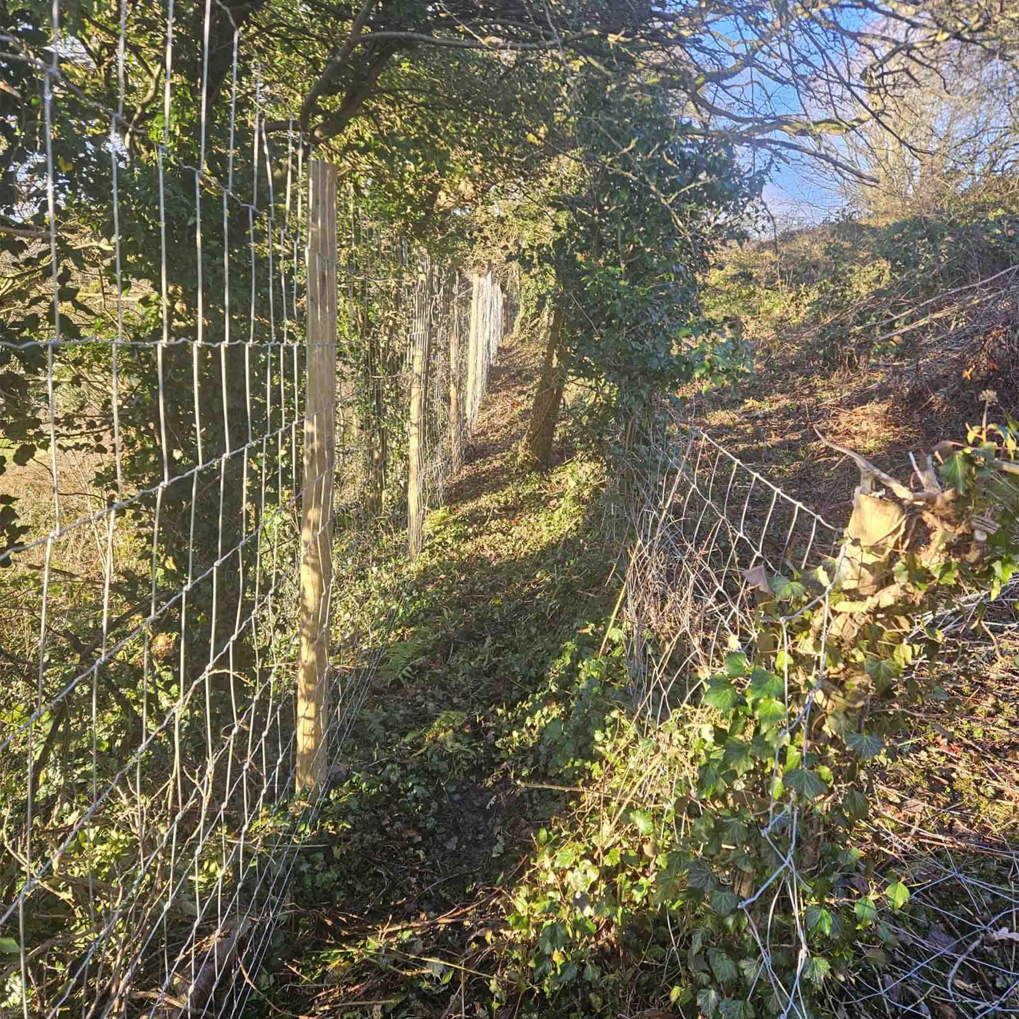 Image of a fence with fenceposts in a woodland