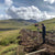 Timber fence posts being installed along a hillside