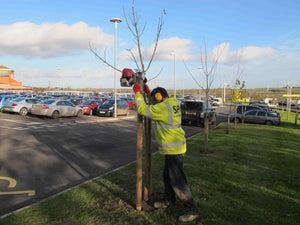 Tree stakes being installed with the Post Driver
