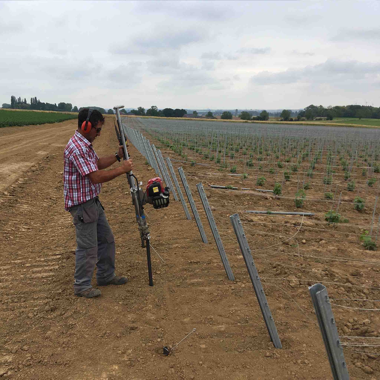 Vineyard installation using metal posts and ground anchors