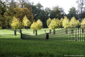 Finished estate fencing with stag and Deer in the field